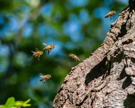 How Protecting Honeybees Might Harm Other Bee Species